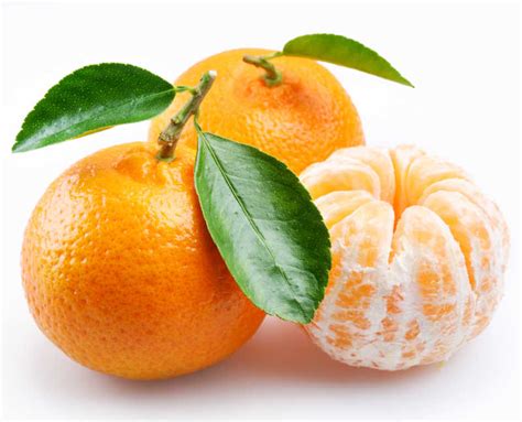 橘子樹 白色頭像意思